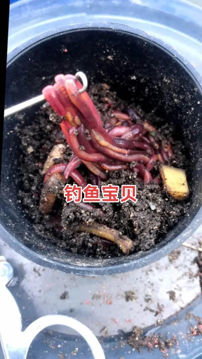 夏天釣魚技術_夏天釣魚技巧_釣魚夏天技巧圖解