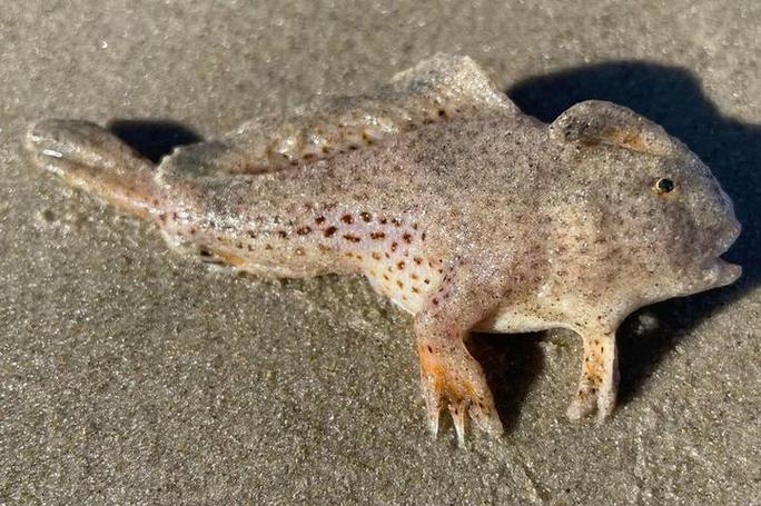 有手的魚_魚嘴有根針是什么魚_魚手有什么用