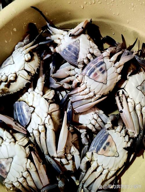 喬爾泰_喬爾泰和狗魚的區別_喬爾泰魚怎么做好吃