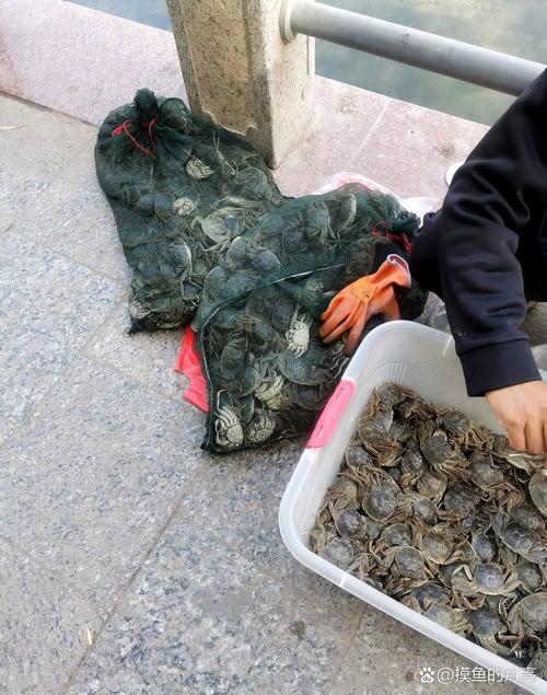 喬爾泰和狗魚的區別_喬爾泰_喬爾泰魚怎么做好吃