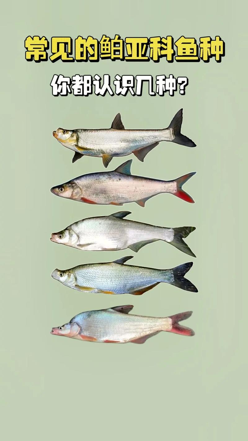 翹嘴鲌魚_翹嘴鲌_翹嘴鲌怎么做最好吃