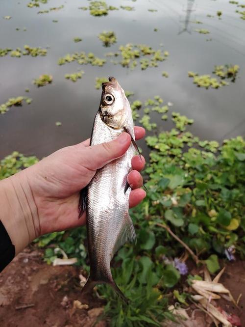 初夏釣翹嘴技巧_翹嘴魚的釣法及餌料_打浮窩誘翹嘴方法