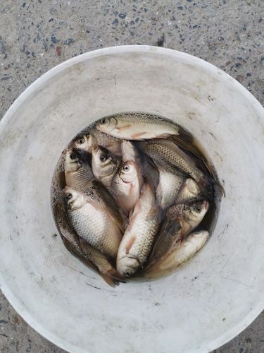 鯉魚湖釣點_鯉魚搶食鯽魚怎么釣_夜釣和睦湖公園鯉魚鯽魚