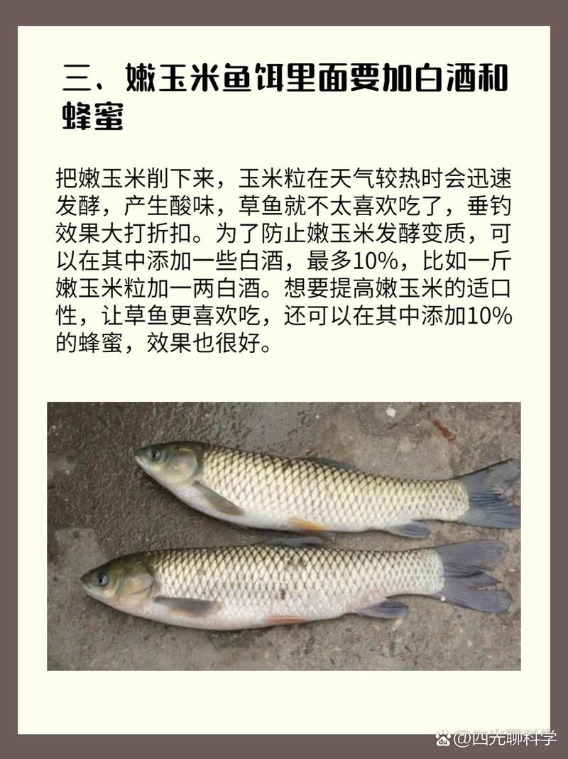 浮釣草魚釣離底多少公分好_浮釣草魚離水底多少_浮釣草魚離水底多少米