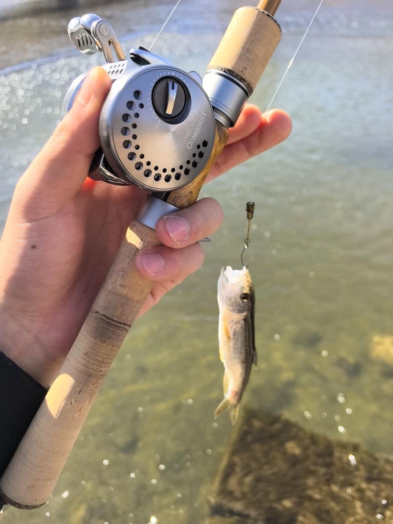 一起來路亞吧_路亞打出去就要馬上往回拉嗎_路亞竿怎么起魚