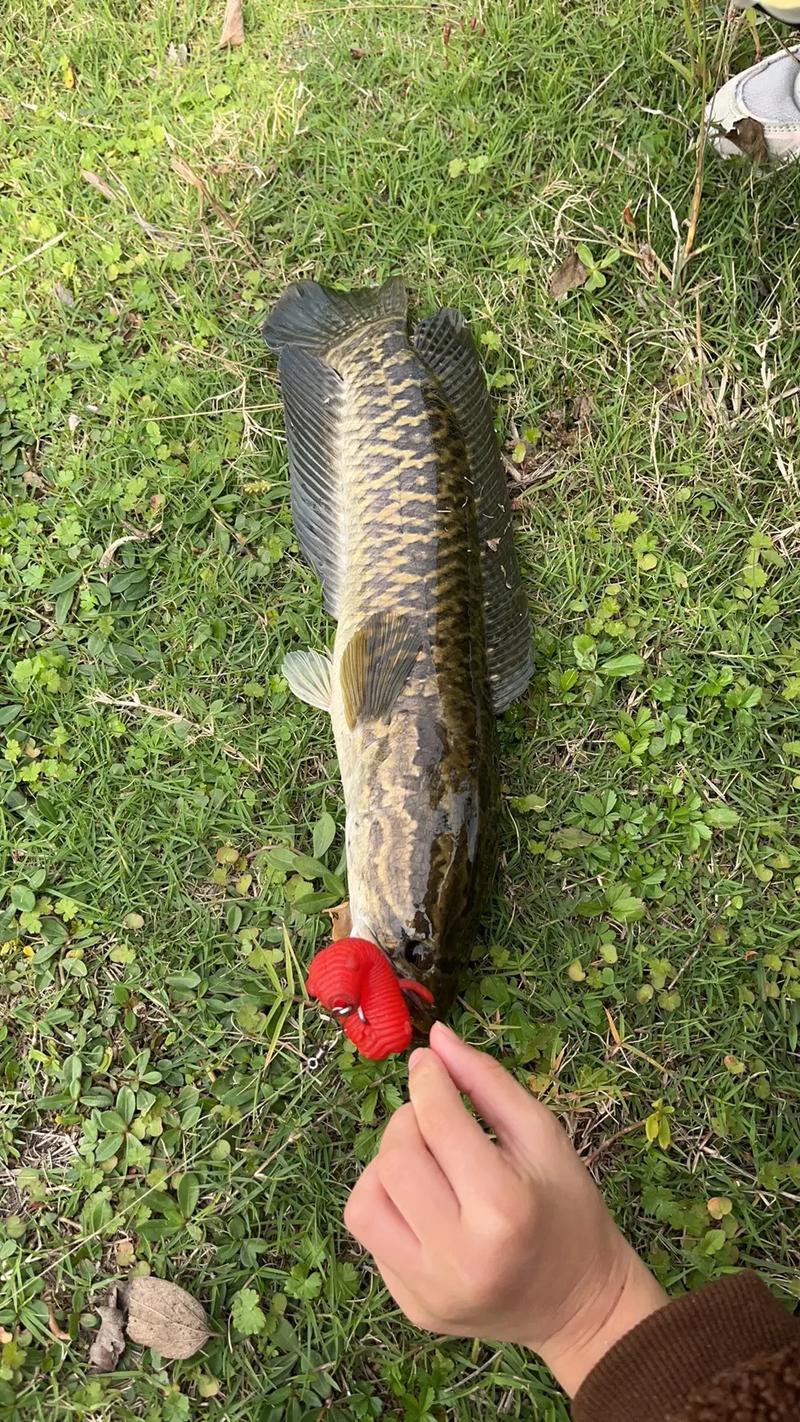 路亞竿怎么起魚_一起來路亞吧_路亞打出去就要馬上往回拉嗎