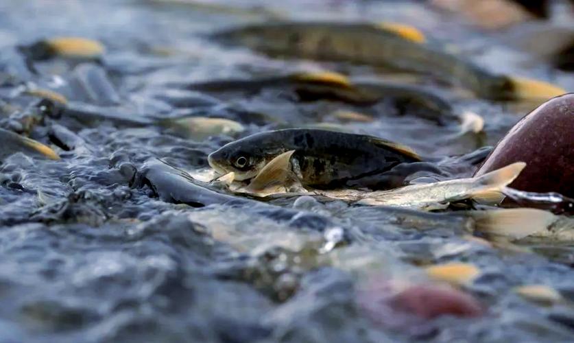 青海湟魚圖片_青海湟魚_青海湟魚好吃嗎