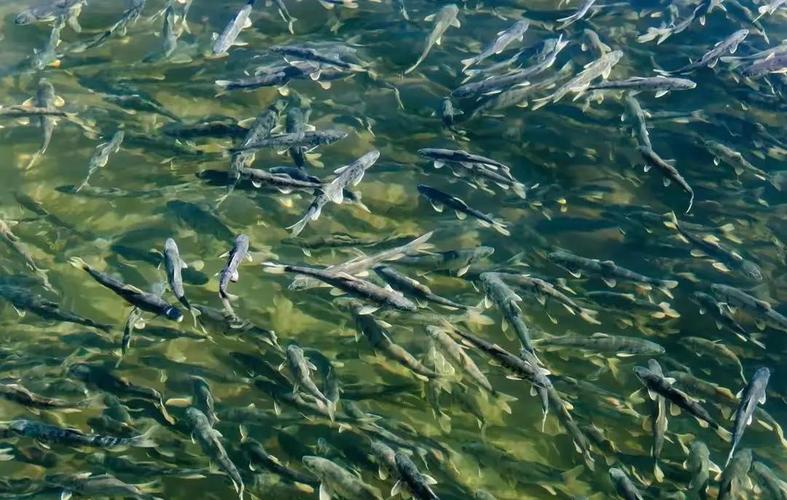 青海湟魚_青海湟魚的毒性有多強_青海湟魚為什么沒人吃