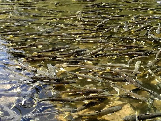 青海湟魚為什么沒人吃_青海湟魚_青海湟魚的毒性有多強
