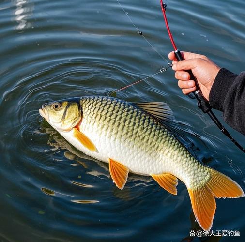 釣魚爽釣魚樂釣魚的快樂實在多_一日釣魚一日爽日日釣魚日日爽_釣魚爽呀釣魚樂