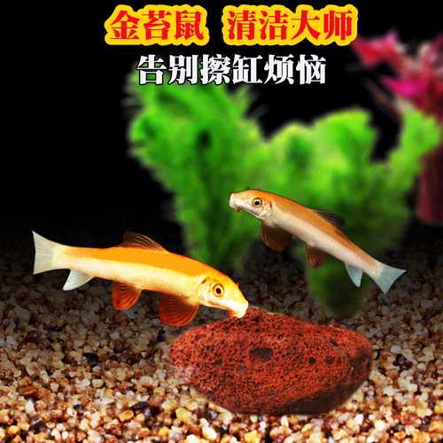 青苔鼠_青苔鼠_青苔鼠