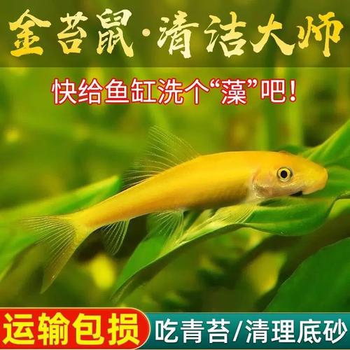 青苔鼠_青苔鼠_青苔鼠