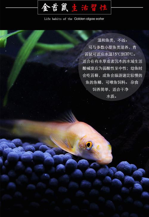 青苔鼠_青苔鼠_青苔鼠