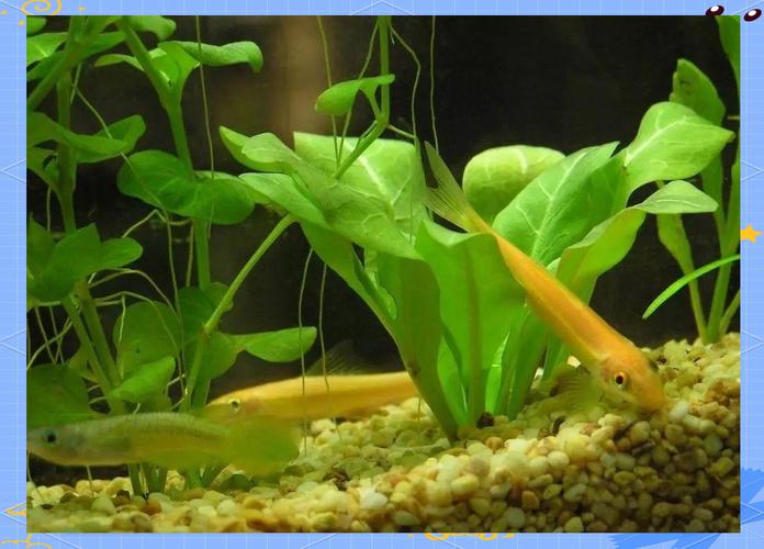 青苔鼠_青苔鼠_青苔鼠