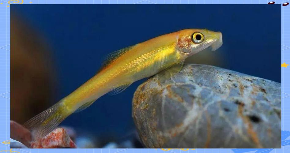 青苔鼠_青苔鼠_青苔鼠