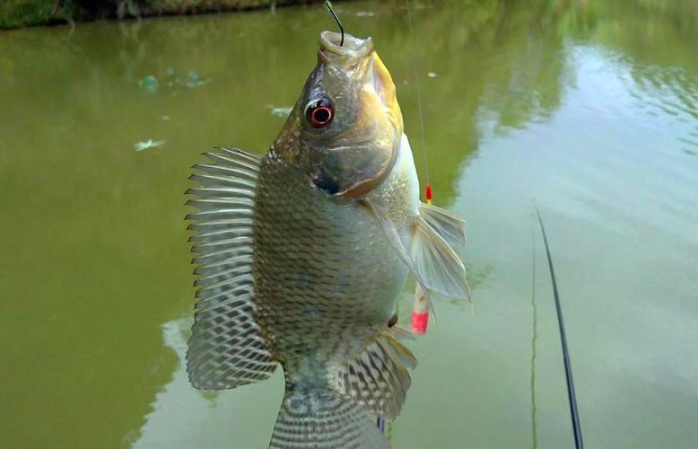 野釣羅非怎樣避小釣大_避羅非釣鯉魚_避羅非釣鯪魚