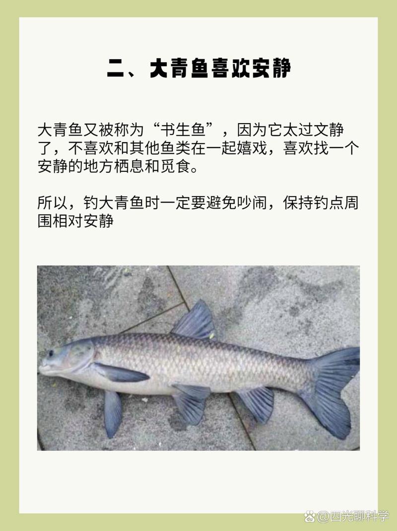釣青魚用什么餌料最好_釣青魚線組怎么搭配合理_青魚如何釣