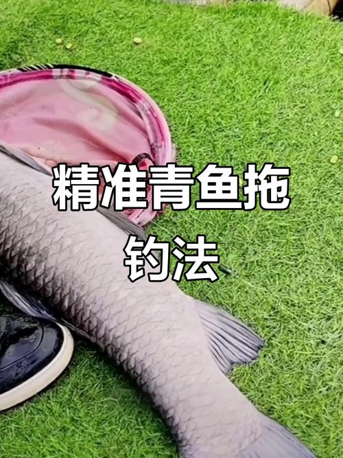 釣青魚用什么餌料最好_青魚如何釣_釣青魚線組怎么搭配合理