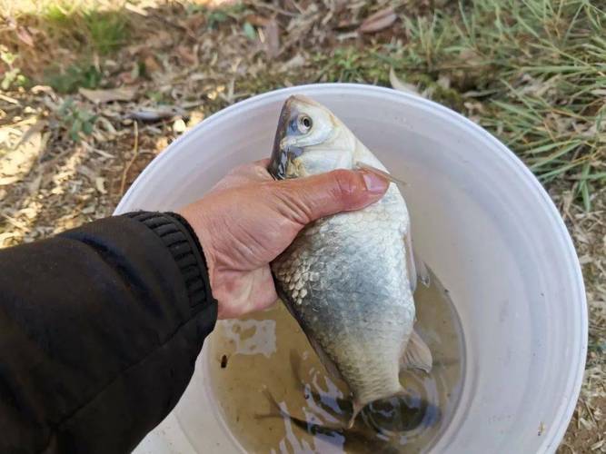 丁香山奈配918餌料配方_野釣丁香山奈餌料配方_野釣鯽魚經典餌料配方