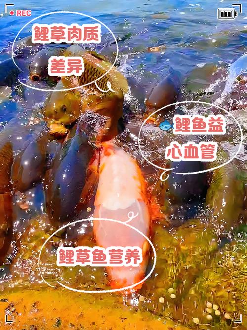鯉魚營養草魚豐富嗎_鯉魚和草魚哪個營養更豐富?_鯉魚和草魚營養價值