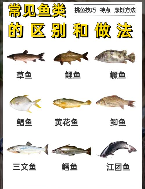 鯉魚營養草魚豐富嗎_鯉魚和草魚哪個營養更豐富?_鯉魚和草魚營養價值