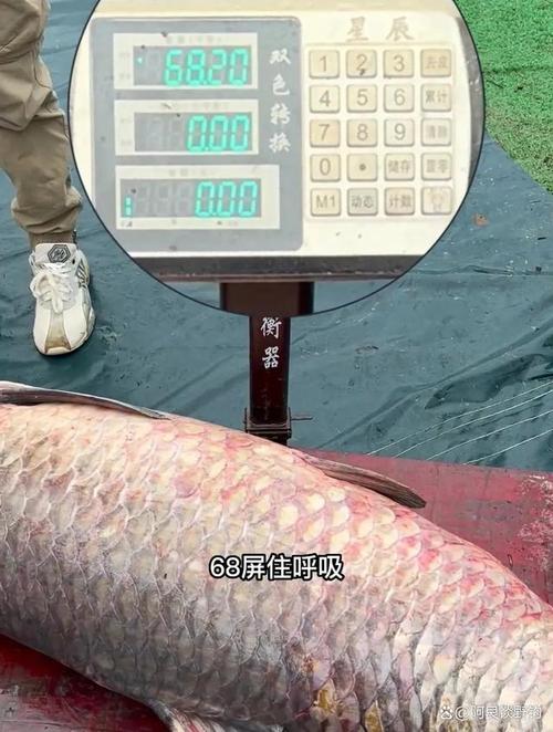 以后垂釣青魚不能使用螺螄了?釣魚人來辟謠_釣青魚用螺絲餌_釣青魚螺絲餌料制作方法