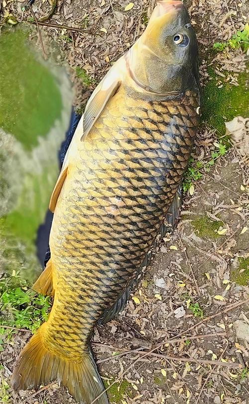 釣鯉魚餌料選擇_秋釣鯉魚_秋季釣鯉魚技巧