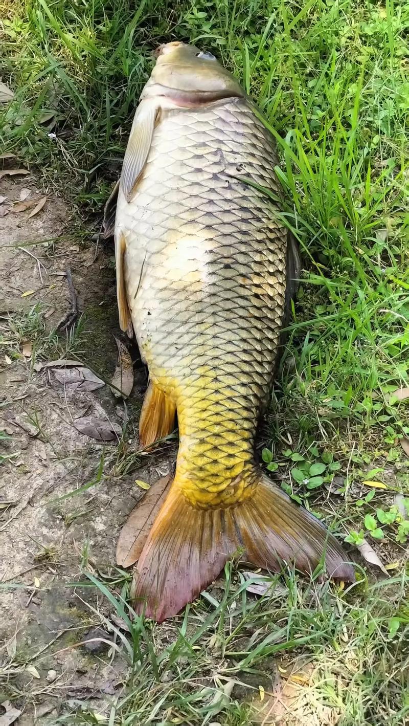 秋季釣鯉魚技巧_釣鯉魚餌料選擇_秋釣鯉魚