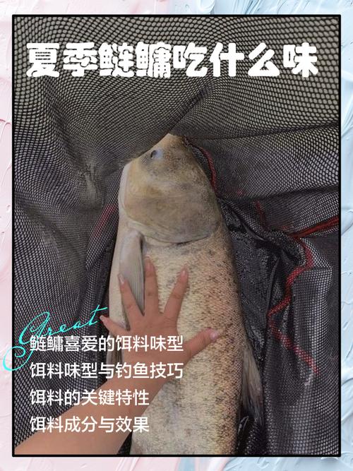 鰱魚和鳙魚餌料味型區別?_腥味鰱鳙魚餌_鰱魚與鳙魚的餌料區別