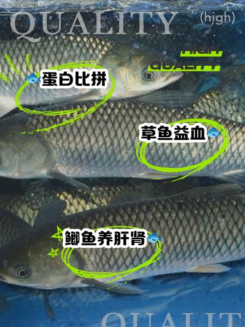 草魚和鯽魚的營養價值區別_草魚怎么做好吃_草魚和鯽魚如何區分