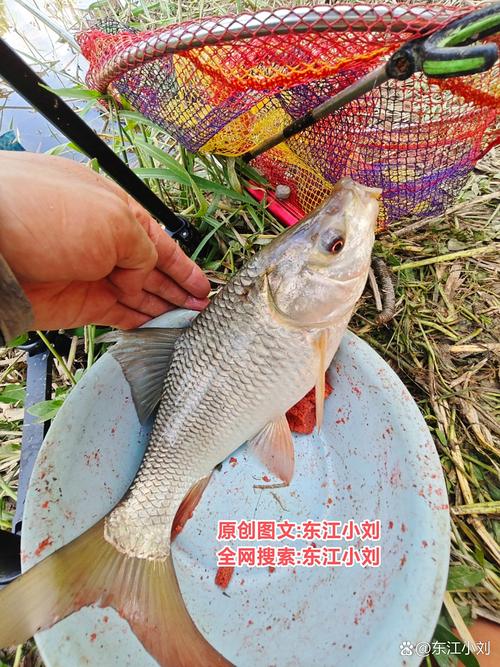 邕江手竿是不是夜里十二點后才上魚_釣魚夜里_夜釣上半夜還是下半夜