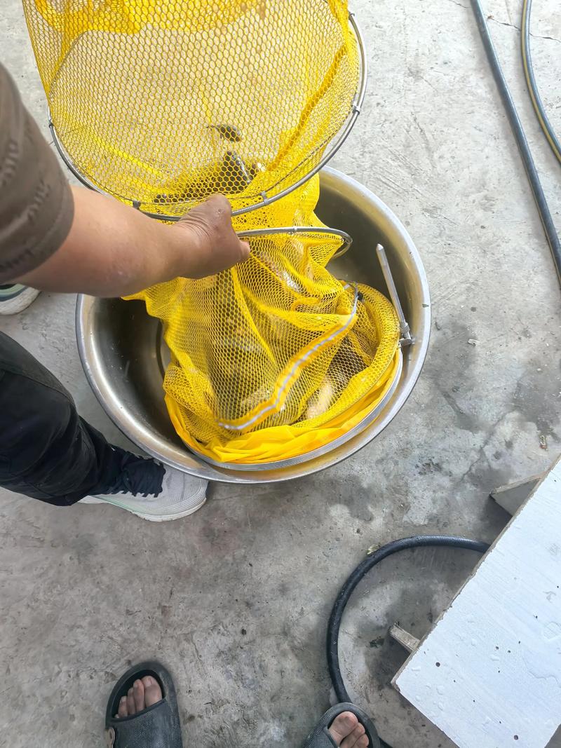 夜釣上半夜還是下半夜_釣魚夜里_邕江手竿是不是夜里十二點后才上魚