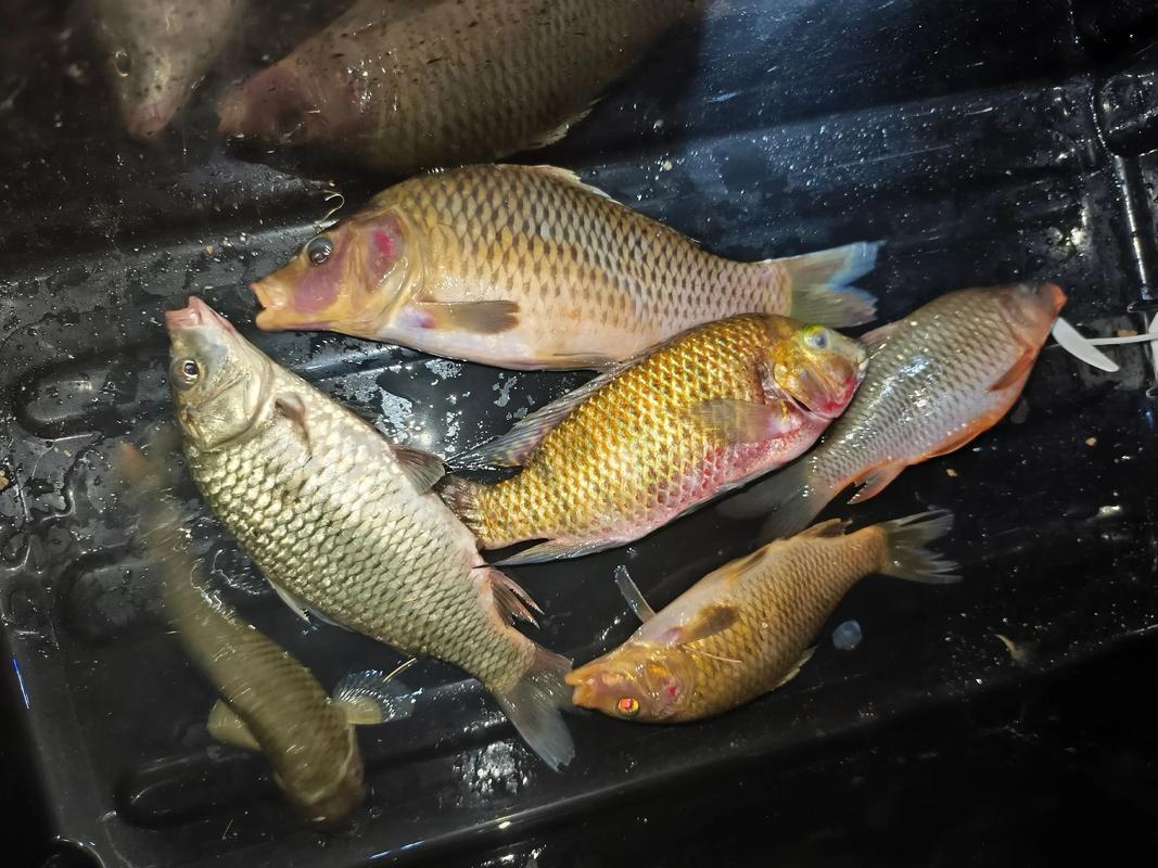 邕江手竿是不是夜里十二點后才上魚_夜釣上半夜還是下半夜_釣魚夜里