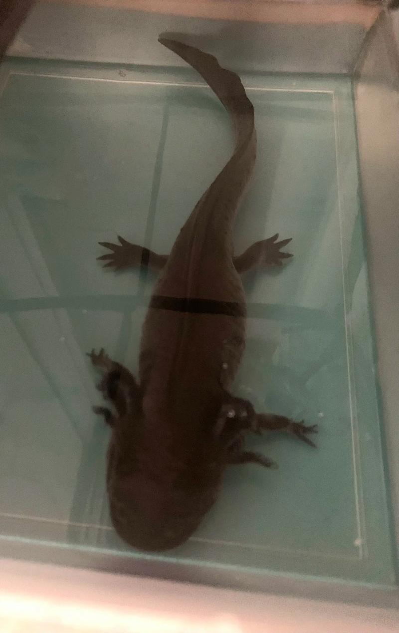 六角恐龍硬水調節方法_兩條六角恐龍魚有沒有要養的_六角恐龍飼養環境要求