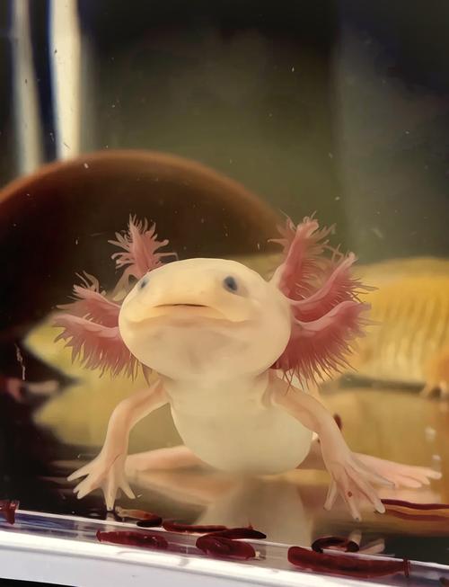 六角恐龍硬水調節方法_兩條六角恐龍魚有沒有要養的_六角恐龍飼養環境要求