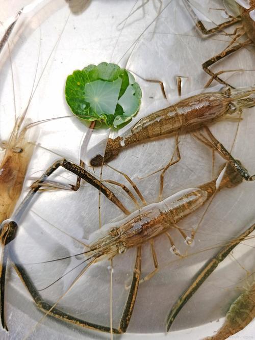 河蝦用什么誘餌捕得多_河蝦誘餌_捕誘餌得河蝦用幾號鉤