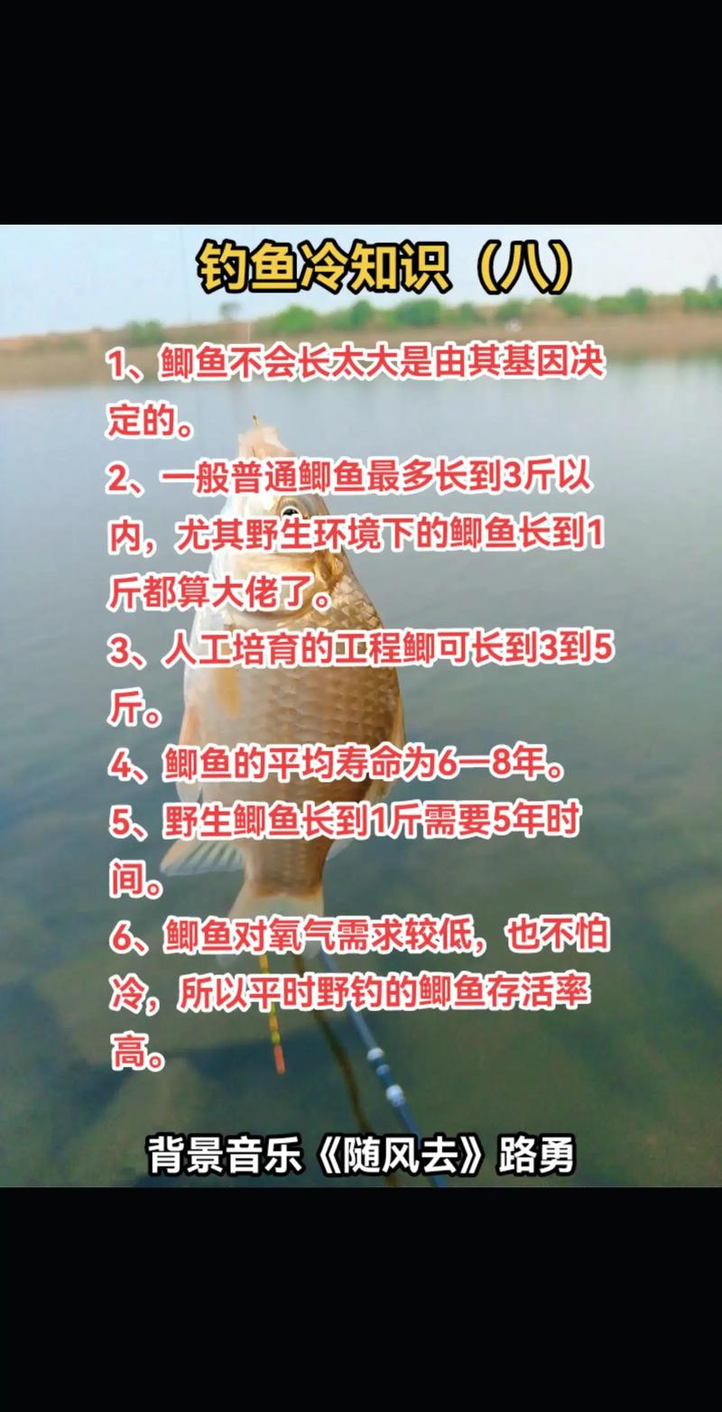 聊一聊初冬釣鯽魚的技巧和必須注意的三個因素_春季釣魚技巧_釣鯽魚五個技巧