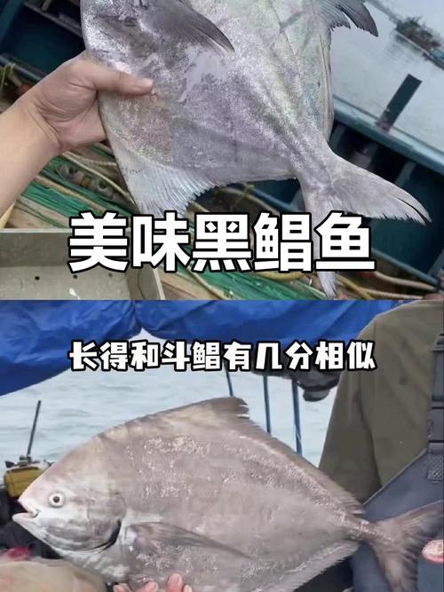 黑鯧魚學名_黑鯧魚是不是海水魚_黑鯧魚是什么魚