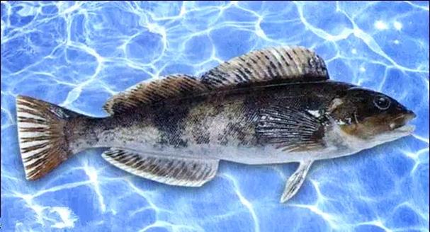 黑鲪魚釣法技巧_深海船釣與近海釣六線魚的垂釣技法_北方近海釣魚攻略