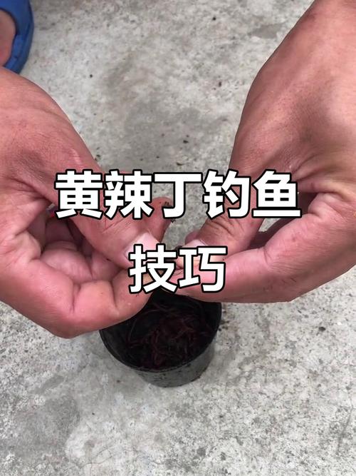 用蚯蚓釣魚沾什么好?_冬釣鯽魚蚯蚓蘸丁香油技巧_丁香油蘸蚯蚓冬釣鯽魚效果