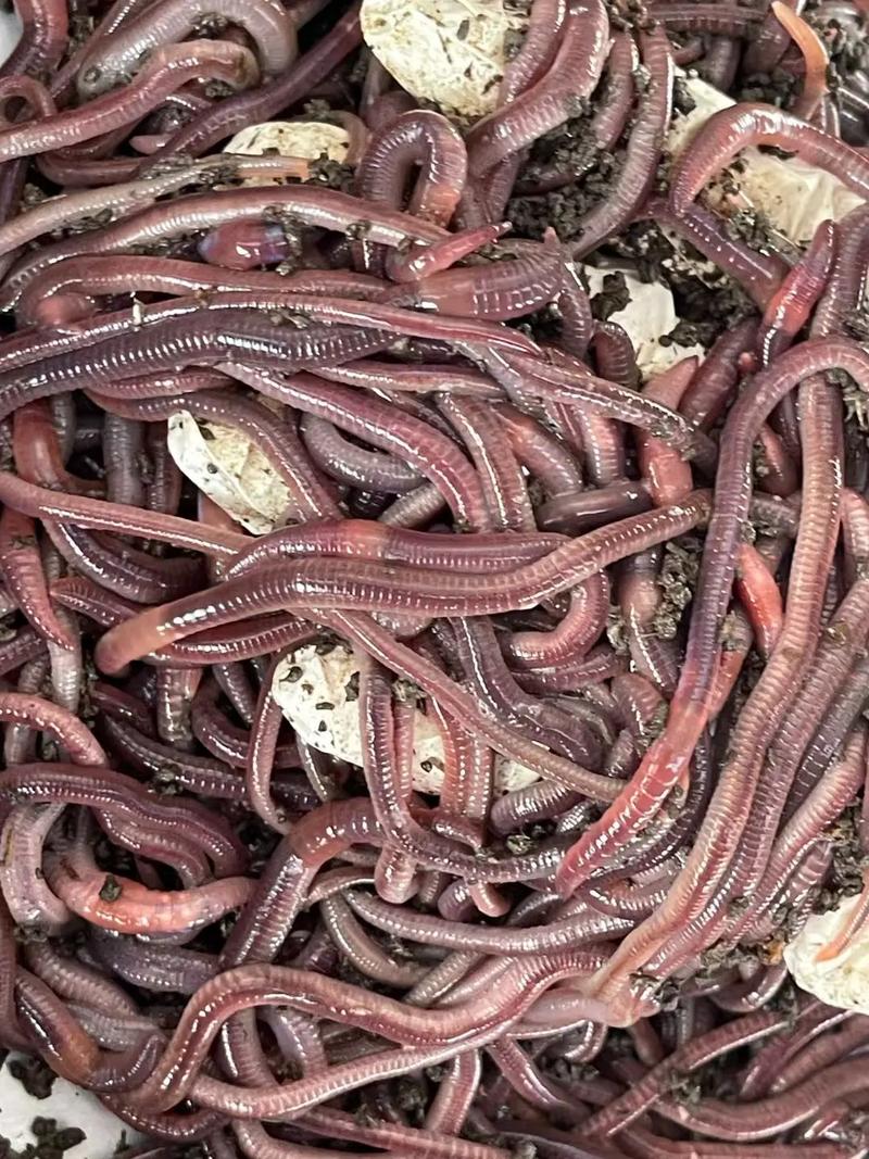 丁香油蘸蚯蚓冬釣鯽魚效果_冬釣鯽魚蚯蚓蘸丁香油技巧_用蚯蚓釣魚沾什么好?