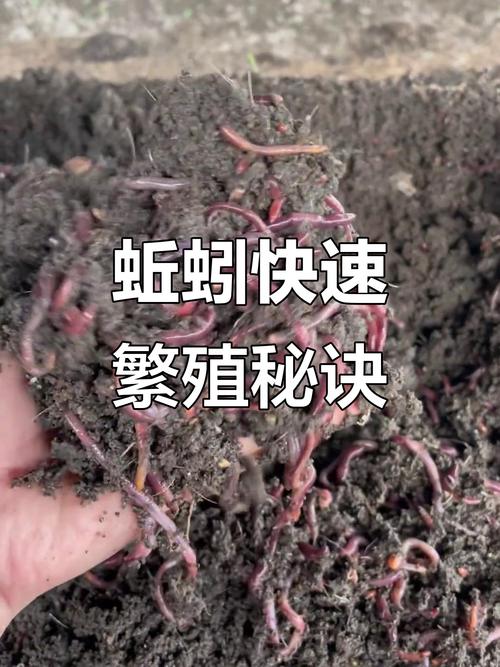 人工養殖蚯蚓方法_蚯蚓養殖_蚯蚓養殖品種選擇