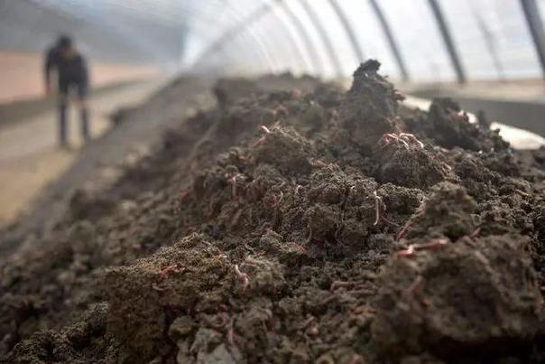 人工養殖蚯蚓方法_蚯蚓養殖_蚯蚓養殖品種選擇