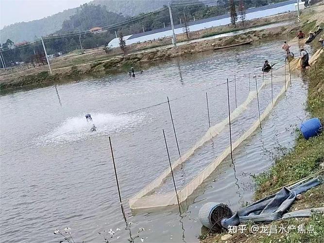 魚塘越冬安全技巧_南方冬天魚塘釣魚技巧_冬季魚塘防凍措施
