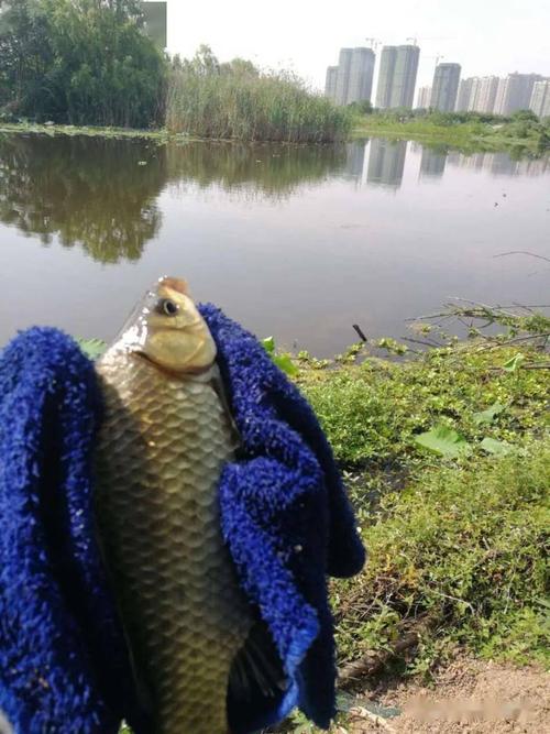 北京小清河野釣燒烤_北京潮白河野釣燒烤_京郊燒烤垂釣