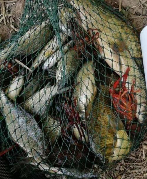 北京小清河野釣燒烤_北京潮白河野釣燒烤_京郊燒烤垂釣