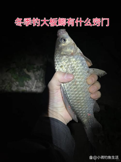 夜釣鯽魚實戰技巧_冬季夜釣大板鯽_南方冬天魚塘釣魚技巧