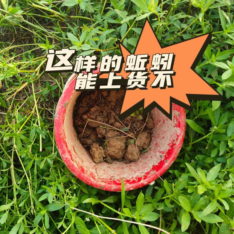 蚯蚓養殖技術方法_蚯蚓養殖_蚯蚓飼料收集與發酵