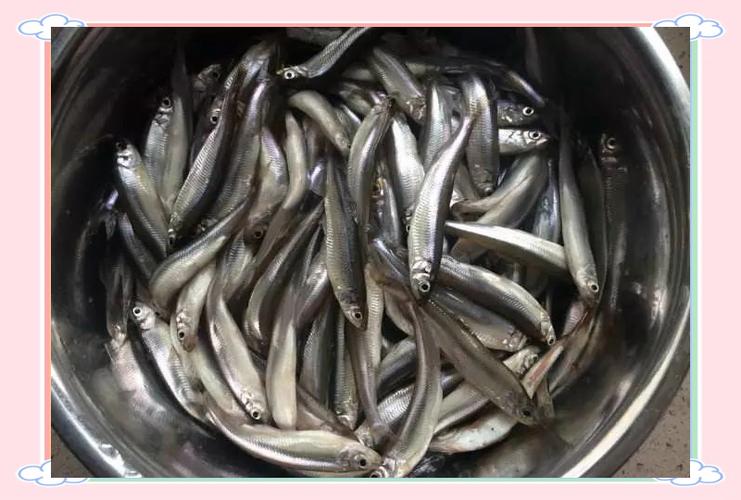 池沼公魚生態影響_池沼公魚與白條魚區別_池沼公魚