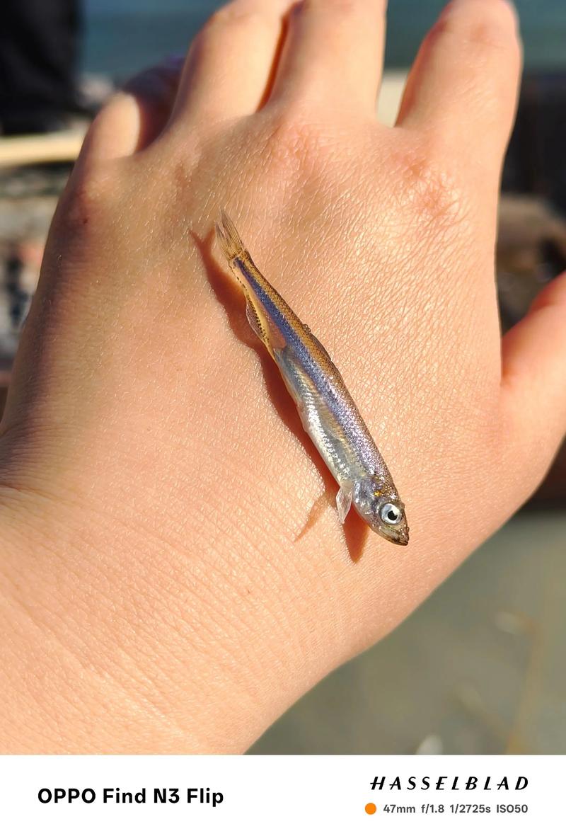 池沼公魚_池沼公魚生態影響_池沼公魚與白條魚區別